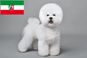 Read more about the article Hodowcy i szczenięta Bichon fryzyjski w Nadrenia Północna-Westfalia