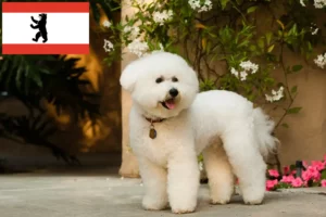 Read more about the article Hodowcy i szczenięta Bichon fryzyjski w Berlinie