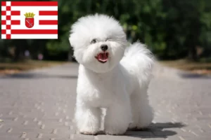 Read more about the article Hodowcy i szczenięta Bichon fryzyjski w Brema