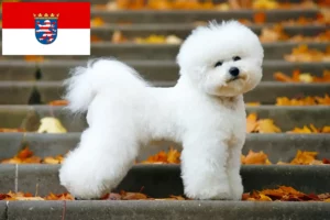 Read more about the article Hodowcy i szczenięta Bichon fryzyjski w Hesja