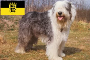 Read more about the article Hodowcy i szczenięta bobtail w Badenia-Wirtembergia