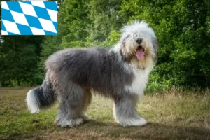 Read more about the article Hodowcy i szczenięta rasy Bobtail w Bawaria