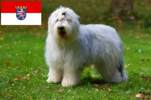 Read more about the article Hodowcy i szczenięta bobtail w Hesja