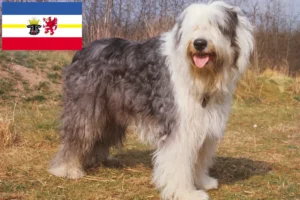 Read more about the article Hodowcy i szczenięta Bobtail w Meklemburgia-Pomorze Przednie