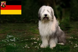 Read more about the article Hodowcy i szczenięta Bobtail w Nadrenia-Palatynat