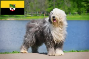 Read more about the article Hodowcy i szczenięta Bobtail w Saksonia-Anhalt
