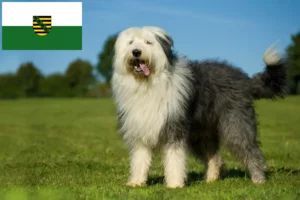 Read more about the article Hodowcy i szczenięta rasy Bobtail w Saksonii