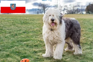 Read more about the article Hodowcy i szczenięta bobtail w Turyngia