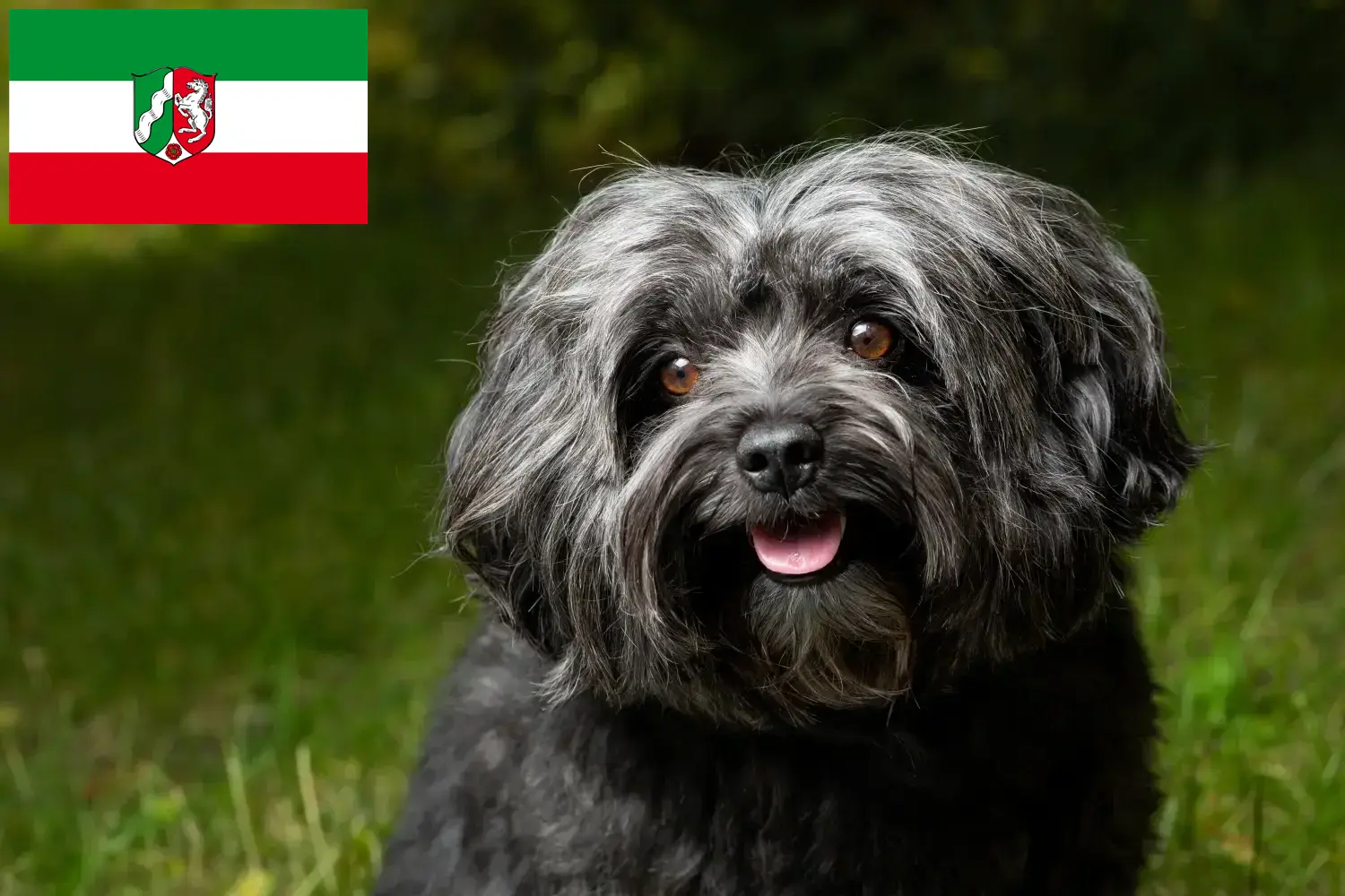 Read more about the article Bolonka Zwetna hodowcy i szczenięta w Nadrenia Północna-Westfalia