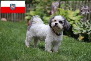 Read more about the article Bolonka Zwetna hodowcy i szczenięta w Turyngia