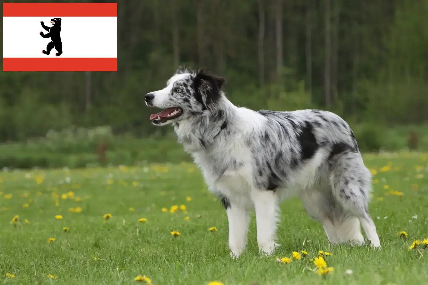 Read more about the article Border collie hodowcy i szczenięta w Berlin