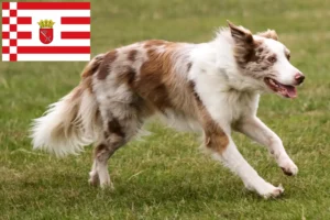 Read more about the article Border collie hodowcy i szczenięta w Brema