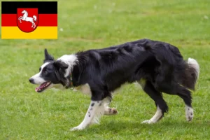 Read more about the article Hodowcy i szczenięta Border collie w Dolna Saksonia