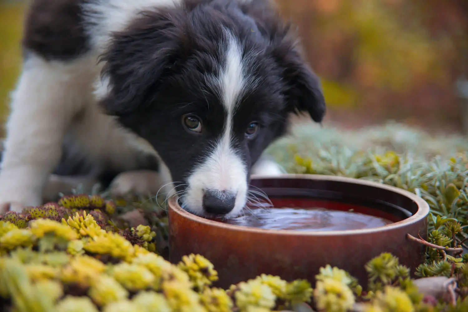 Kupno szczeniaka Border Collie oznacza wzięcie na siebie odpowiedzialności! Kup szczenięta rasy Border Collie.