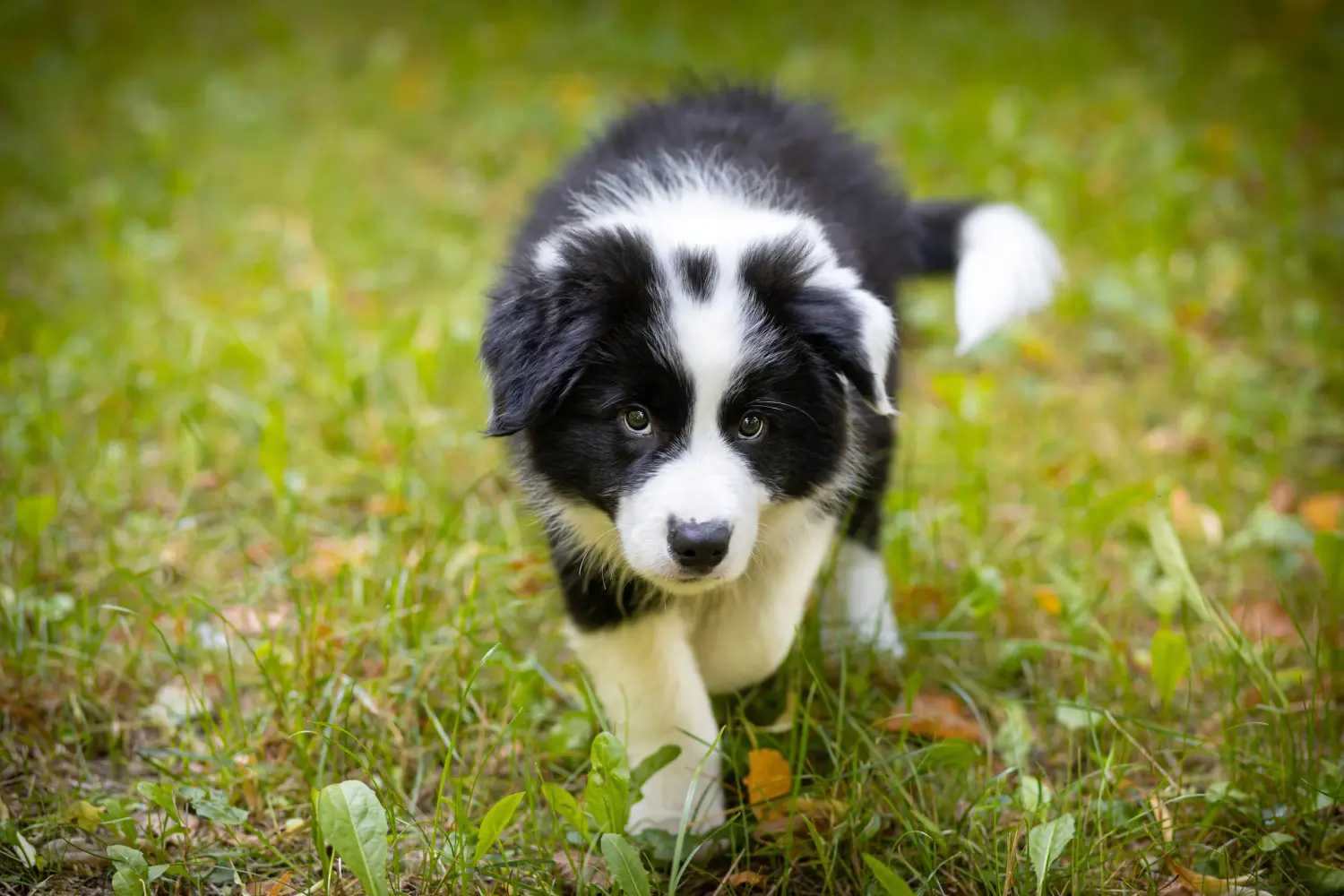 Kupno szczeniaka Border Collie oznacza wzięcie na siebie odpowiedzialności! Kup szczenięta rasy Border Collie.