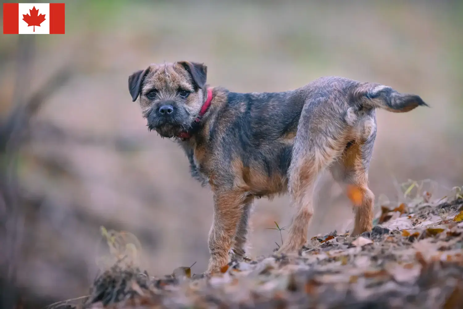 Read more about the article Border terrier Hodowcy i szczenięta w Kanada