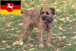 Read more about the article Hodowcy i szczenięta Border terrier w Dolna Saksonia