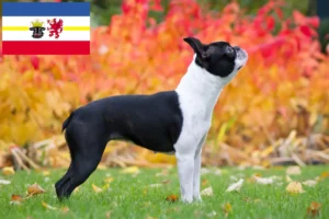Read more about the article Hodowcy i szczenięta Boston terrier w Meklemburgia-Pomorze Przednie
