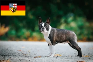 Read more about the article Hodowcy i szczenięta Boston terrier w Kraj Saary