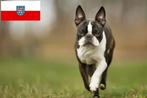 Read more about the article Hodowcy i szczenięta Boston terrier w Turyngia