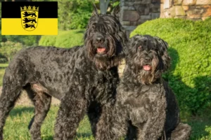 Read more about the article Hodowcy i szczenięta Bouvier des Flandres w Badenia-Wirtembergia