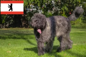 Read more about the article Bouvier des Flandres hodowcy i szczenięta w Berlin
