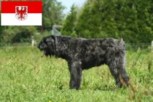 Read more about the article Hodowcy i szczenięta Bouvier des Flandres w Brandenburgia