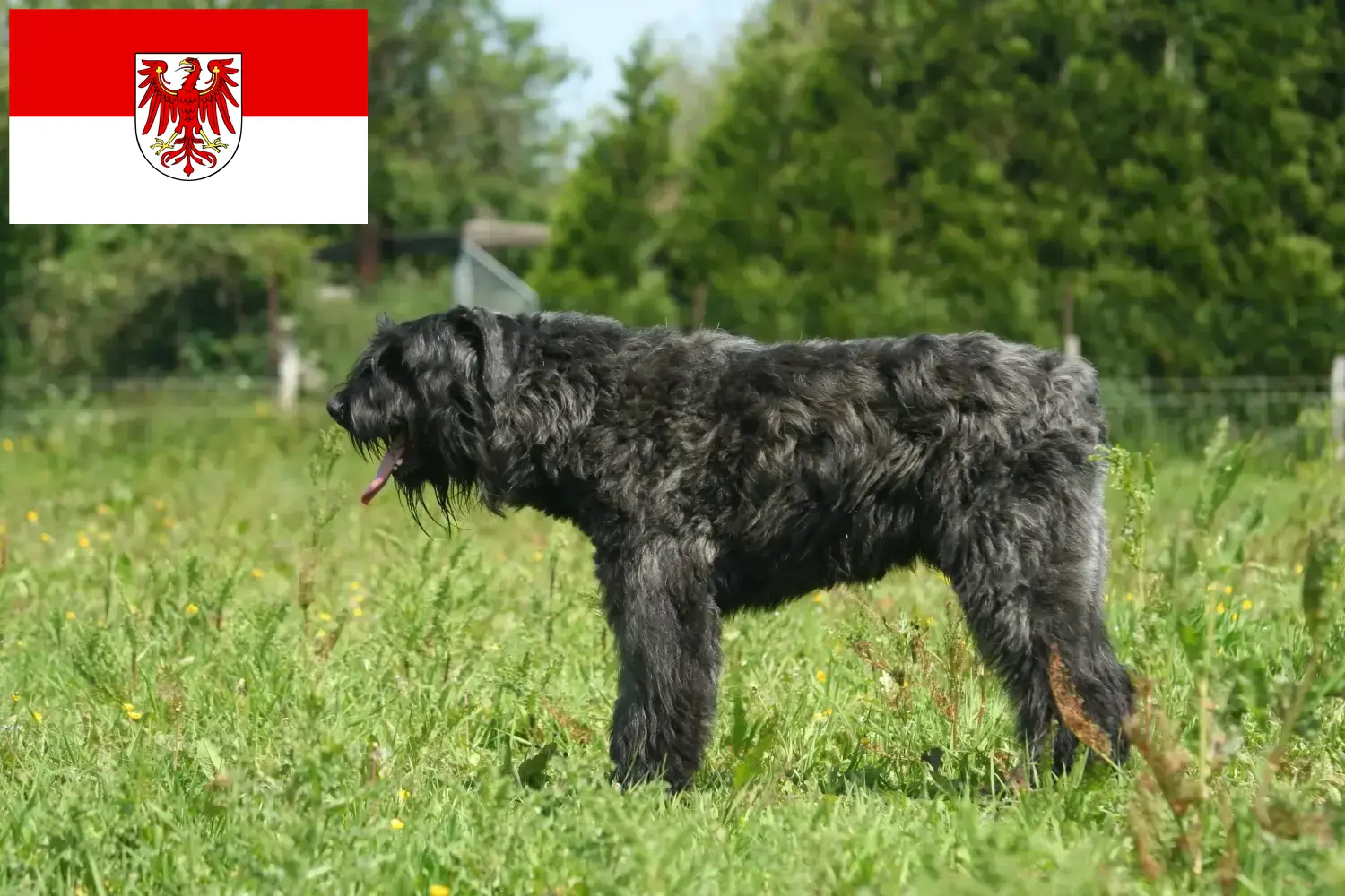 Bouvier des Flandres szczenięta i hodowcy Brandenburgia Tutaj znajdziesz hodowców rasy Bouvier des Flandres w Brandenburgia.