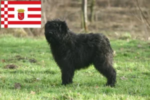 Read more about the article Bouvier des Flandres hodowcy i szczenięta w Brema