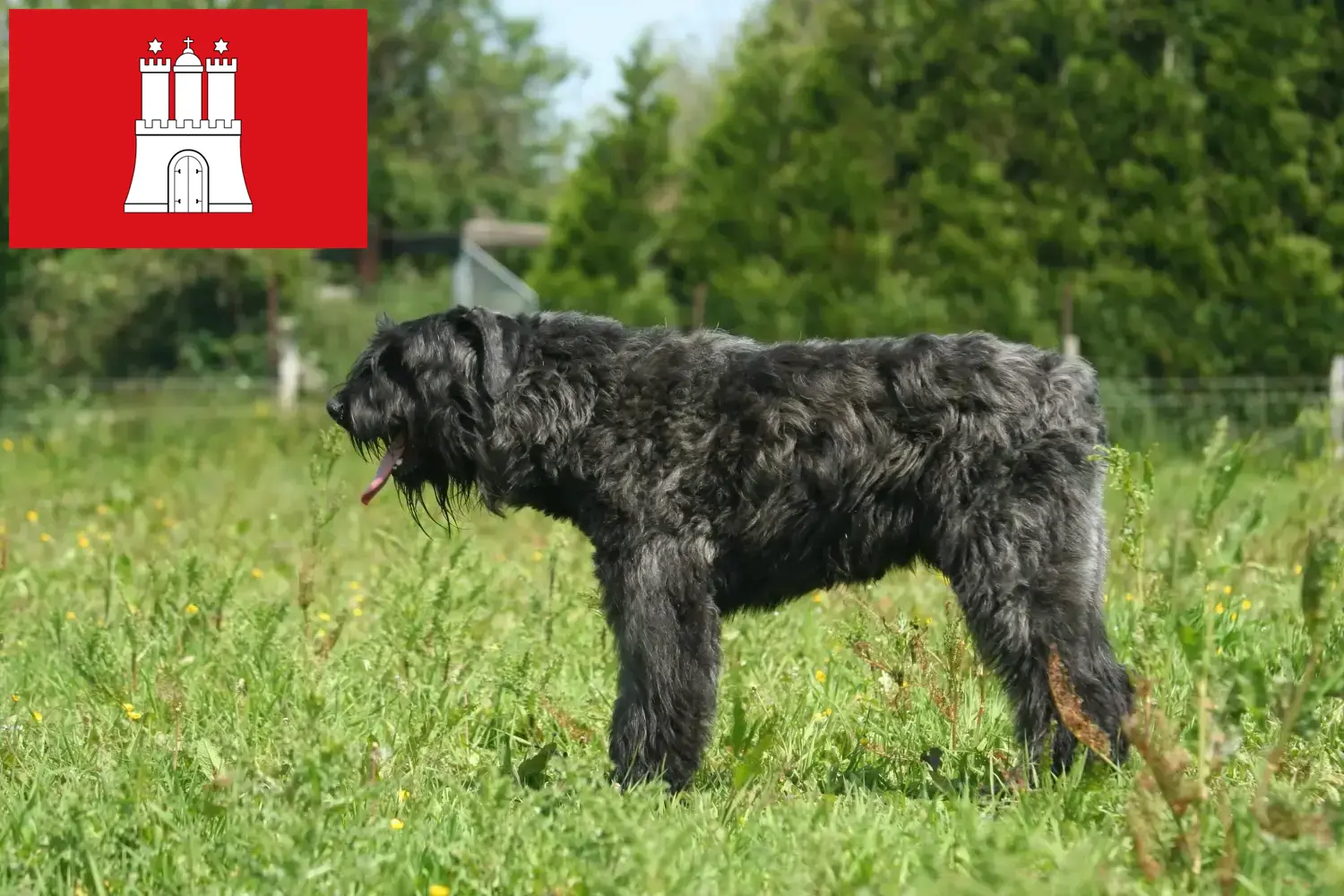 Bouvier des Flandres szczenięta i hodowcy Hamburg Tutaj znajdziesz hodowców rasy Bouvier des Flandres w Hamburg.