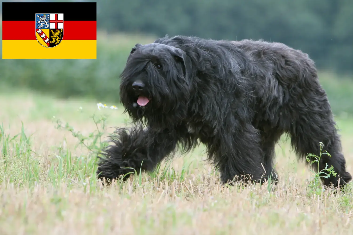 Read more about the article Hodowcy i szczenięta Bouvier des Flandres w Kraj Saary