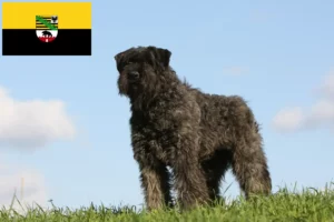 Read more about the article Hodowcy i szczenięta Bouvier des Flandres w Saksonia-Anhalt