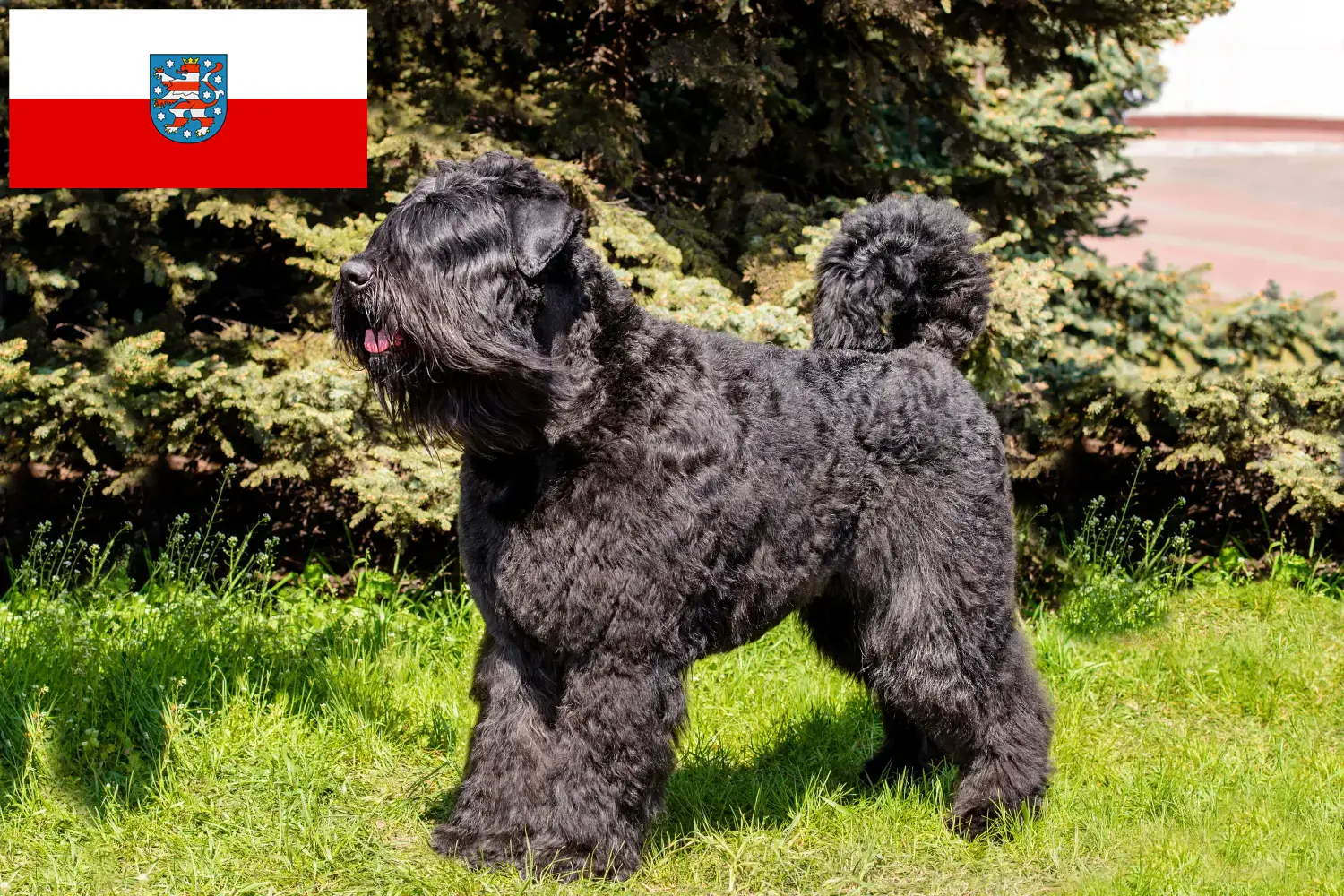 Read more about the article Bouvier des Flandres hodowcy i szczenięta w Turyngia
