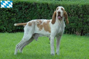 Read more about the article Bracco Italiano hodowcy i szczenięta w Bawaria
