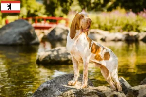 Read more about the article Bracco Italiano hodowcy i szczenięta w Berlin