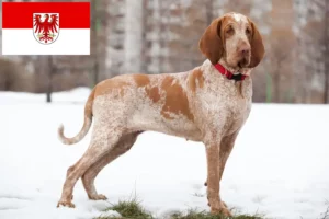 Read more about the article Bracco Italiano hodowcy i szczenięta w Brandenburgia