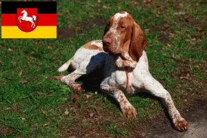 Read more about the article Bracco Italiano hodowcy i szczenięta w Dolna Saksonia