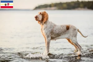 Read more about the article Bracco Italiano hodowcy i szczenięta w Meklemburgia-Pomorze Przednie