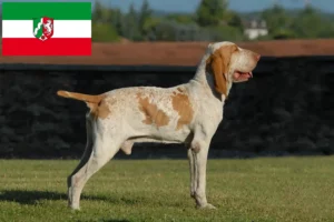 Read more about the article Bracco Italiano hodowcy i szczenięta w Nadrenia Północna-Westfalia