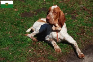 Read more about the article Bracco Italiano hodowcy i szczenięta w Saksonia