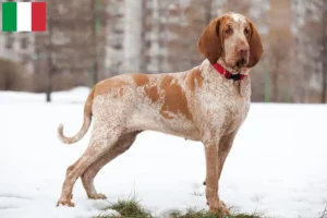 Read more about the article Bracco Italiano hodowcy i szczenięta w Włochy