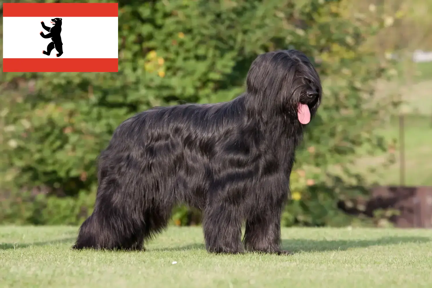 Briard szczenięta i hodowca Berlin Tutaj znajdziesz hodowców rasy Briard w Berlin.