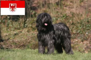 Read more about the article Briard hodowcy i szczenięta w Brandenburgia