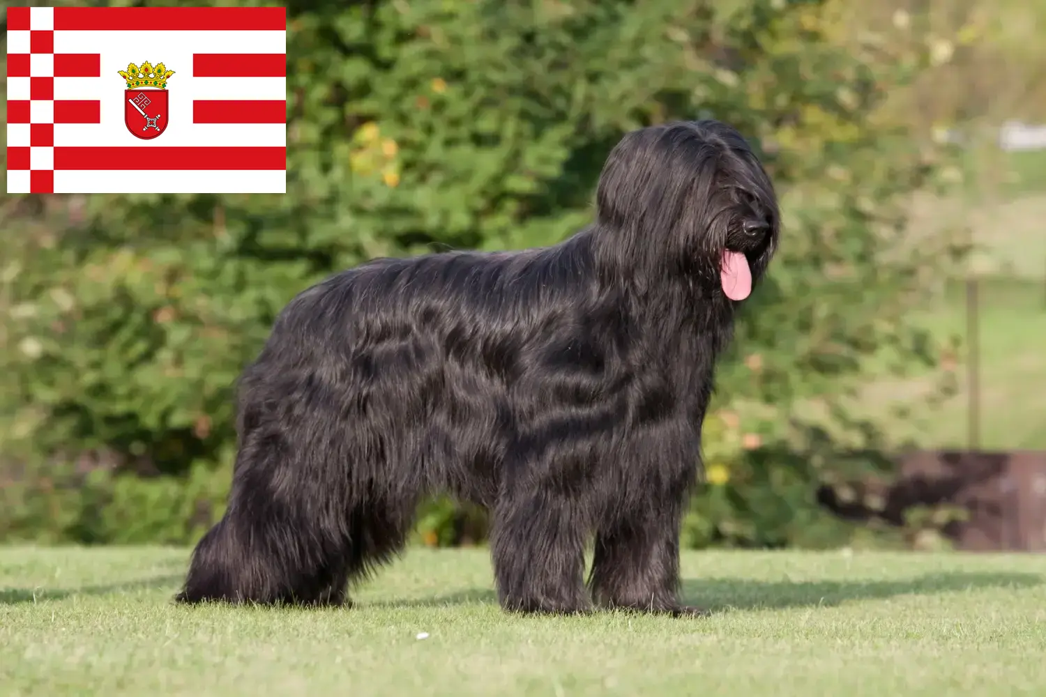Briard szczenięta i hodowcy Brema Tutaj znajdziesz hodowców rasy Briard w Brema.