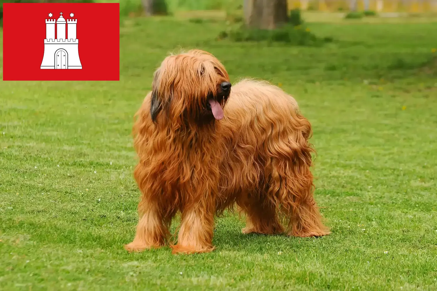 Read more about the article Briard hodowcy i szczenięta w Hamburg