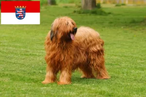 Read more about the article Hodowcy i szczenięta Briard w Hesja