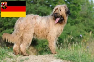 Read more about the article Hodowcy i szczenięta Briard w Nadrenia-Palatynat