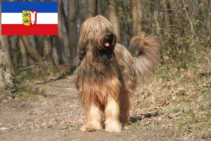 Read more about the article Hodowcy i szczenięta Briard w Szlezwik-Holsztyn