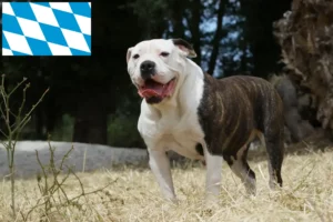 Read more about the article Hodowcy i szczenięta Buldog amerykański w Bawaria