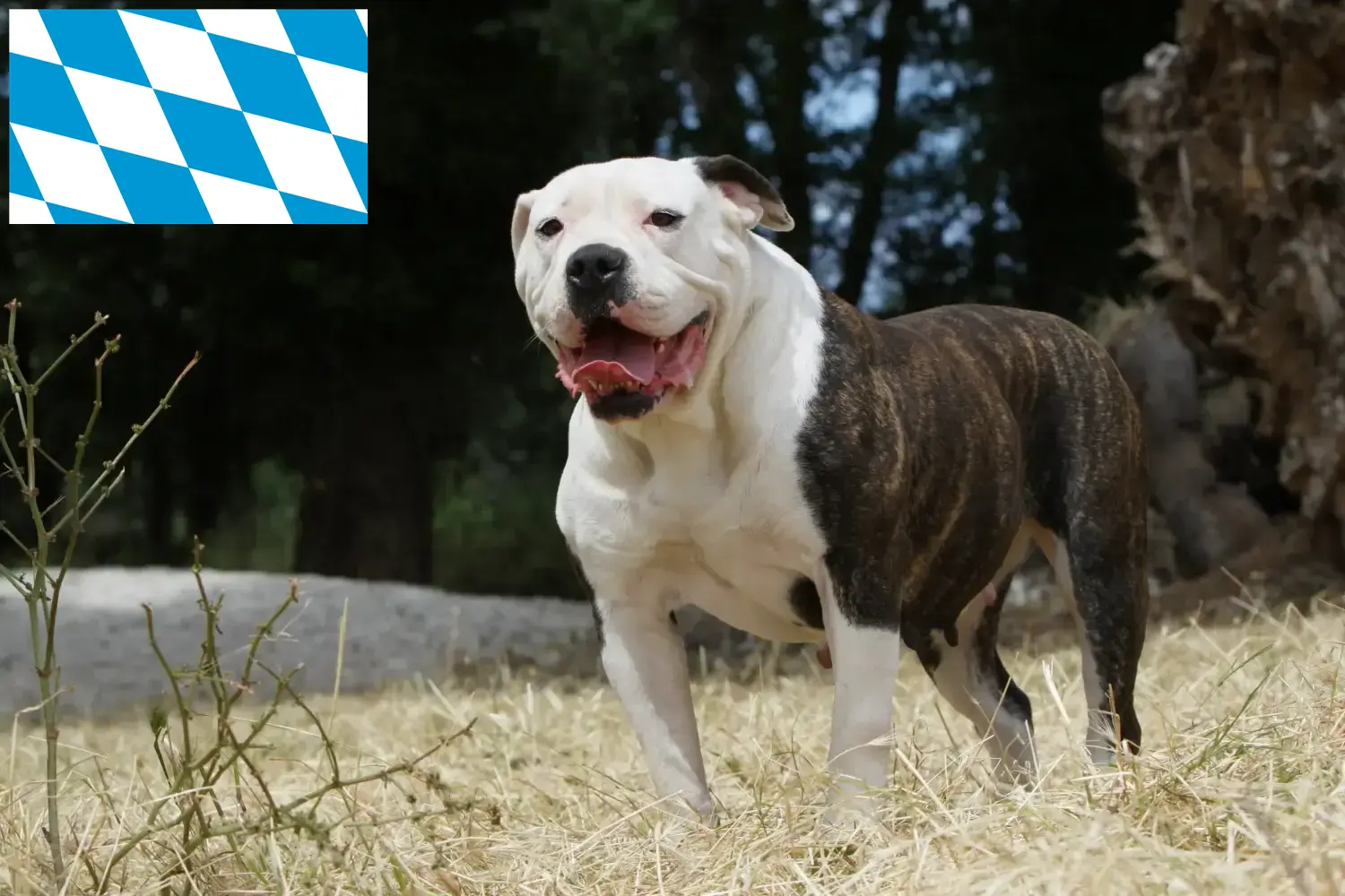 Read more about the article Hodowcy i szczenięta Buldog amerykański w Bawaria